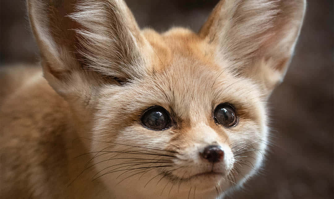 "Beauty of Nature: Adorable Baby Fox"