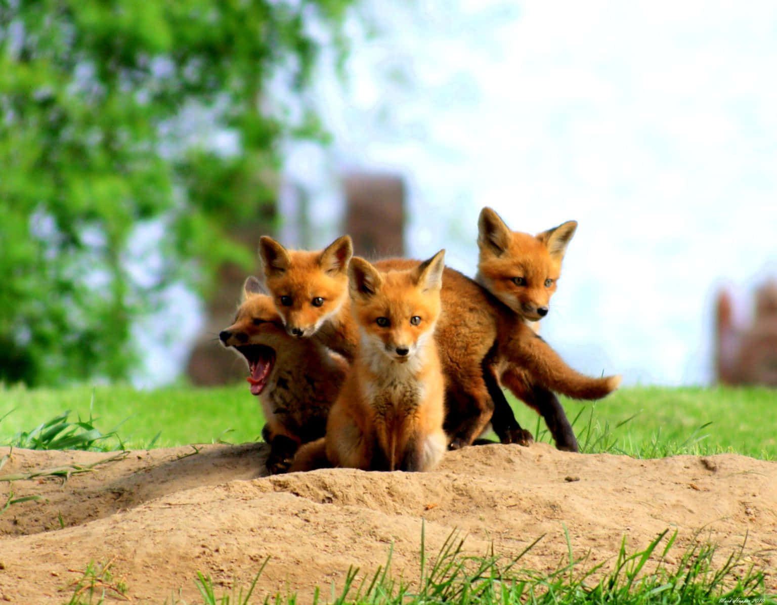 super cute baby foxes