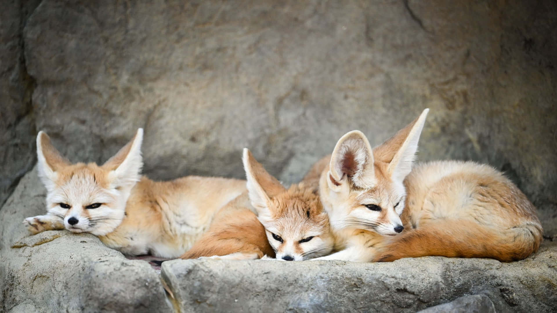"The beauty of young foxes - how cute do they look?"