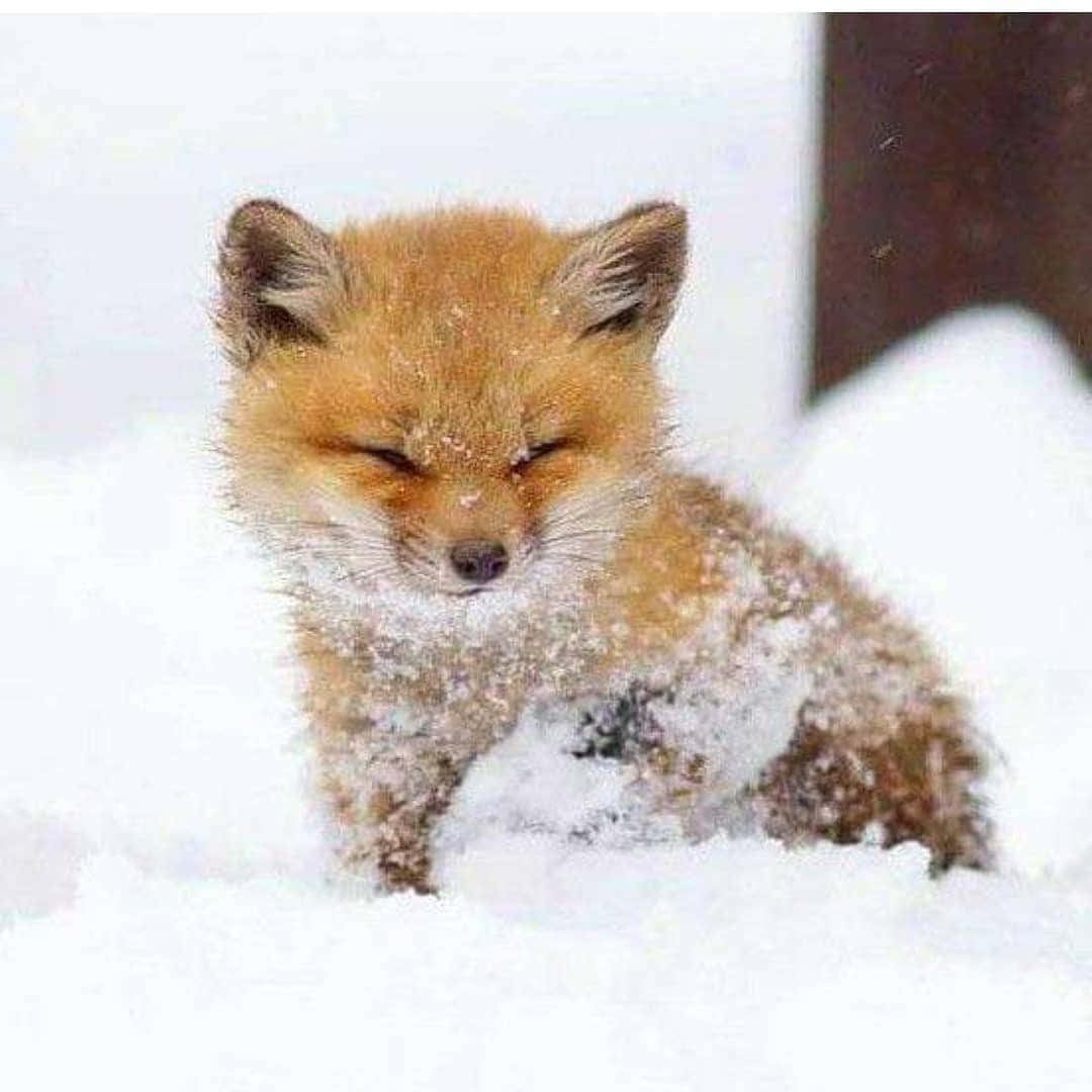 fluffy baby fox