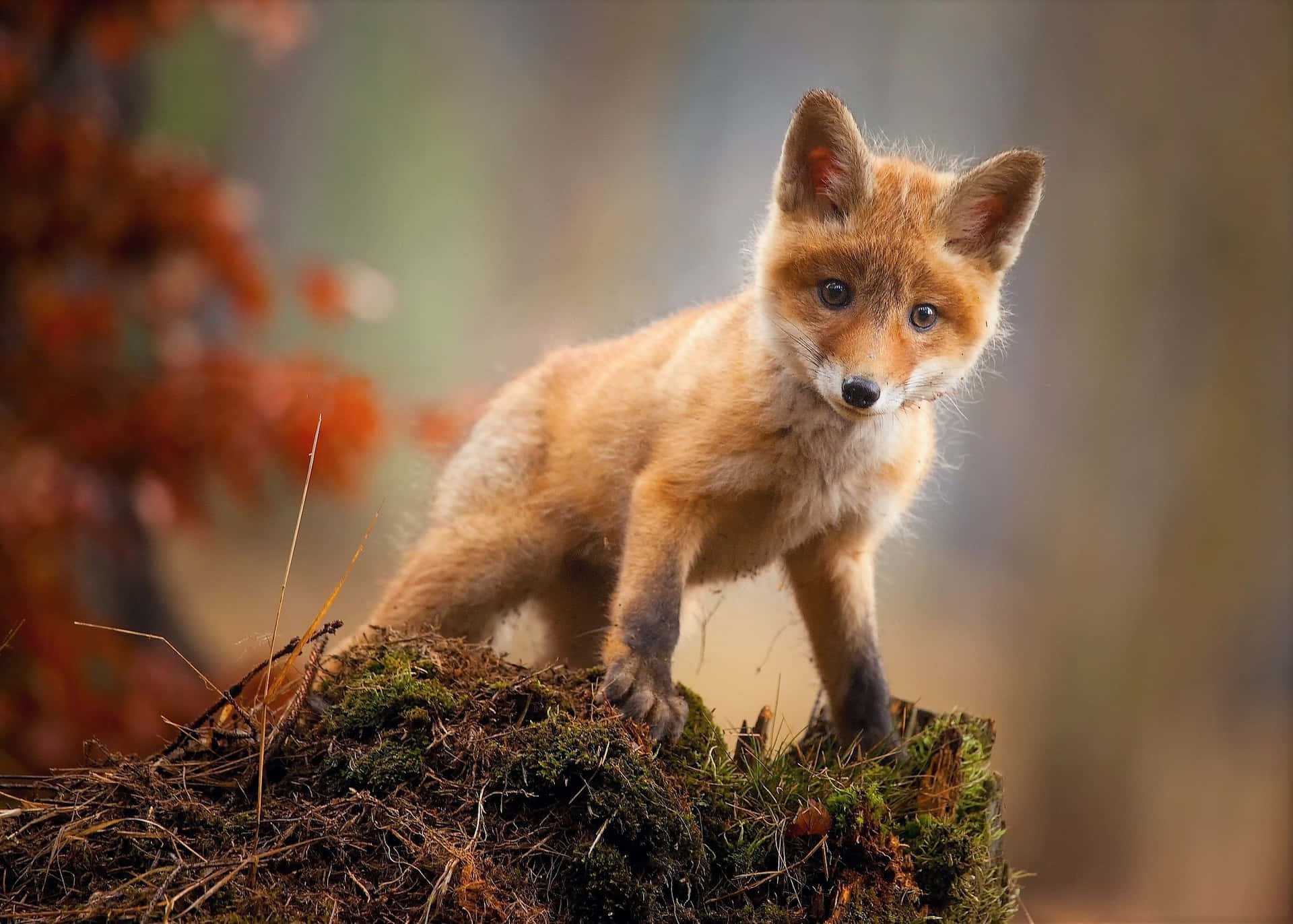 A Curious Baby Fox