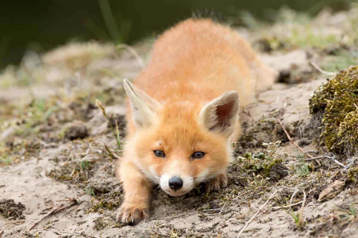 A curious baby fox peers into the camera
