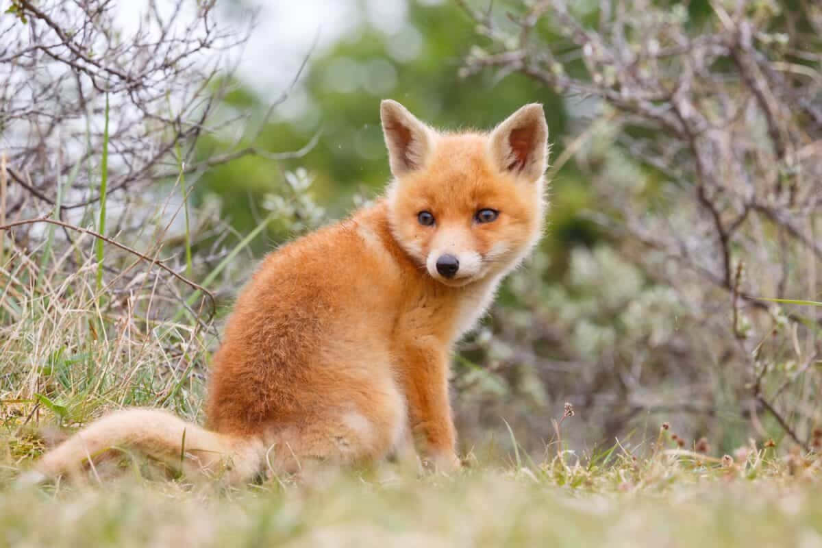 A curious baby fox exploring the wonders of nature.