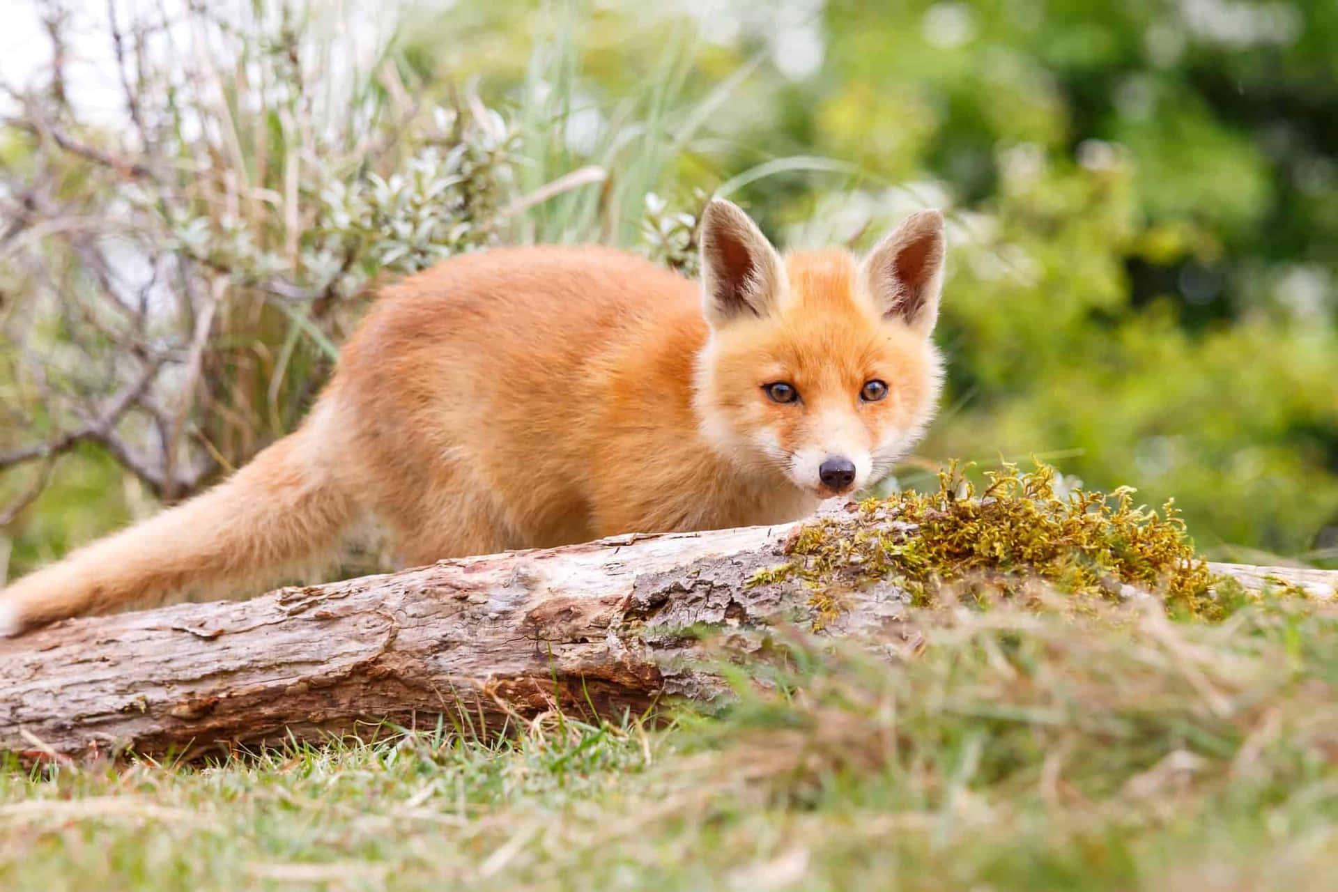 "A curious baby fox sits amongst the shrubbery, looking up inquisitively."