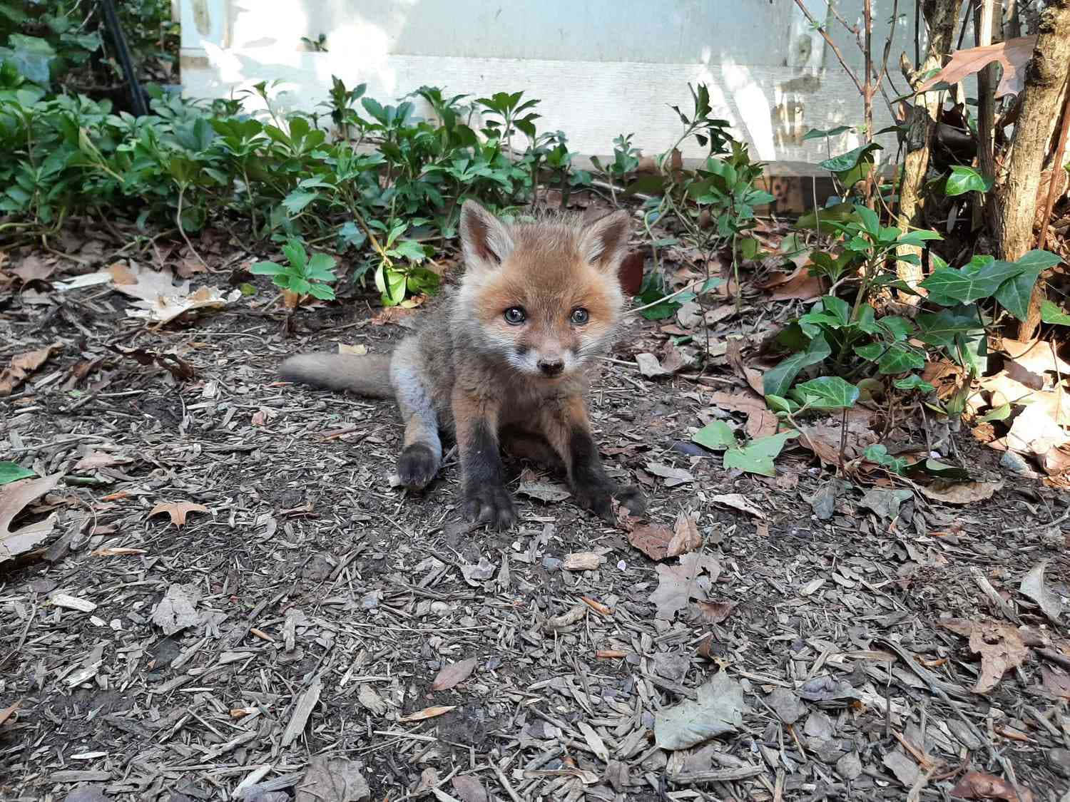Little Fox, Out and About