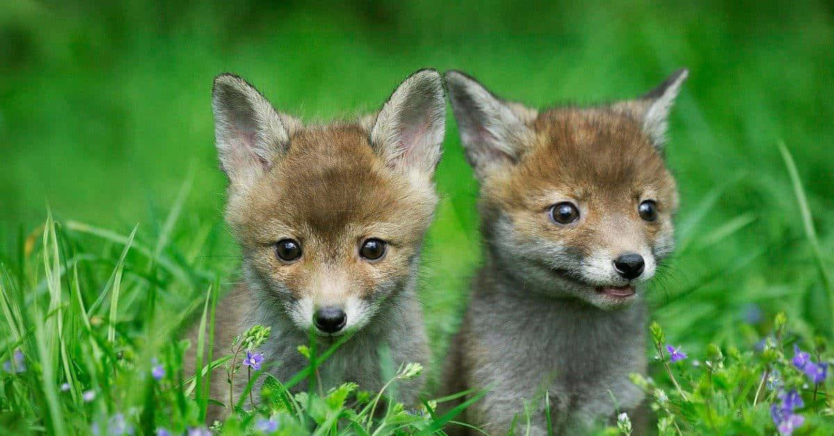 two foxes are sitting in the grass