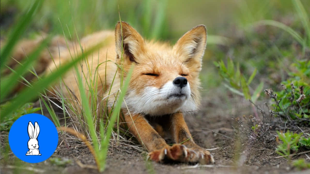 Allertadi Cucciolo Carino! Adorabile Cucciolo Di Volpe Pronto A Portare Un Sorriso Alla Tua Giornata.