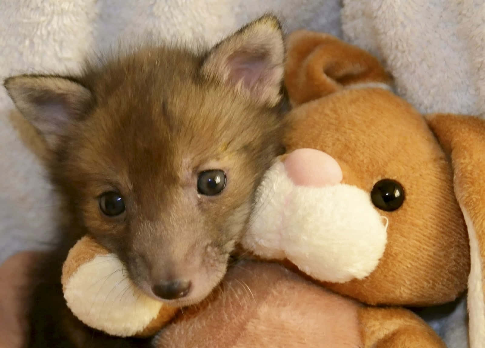 This beautiful baby fox is a playful bundle of fur and fun.