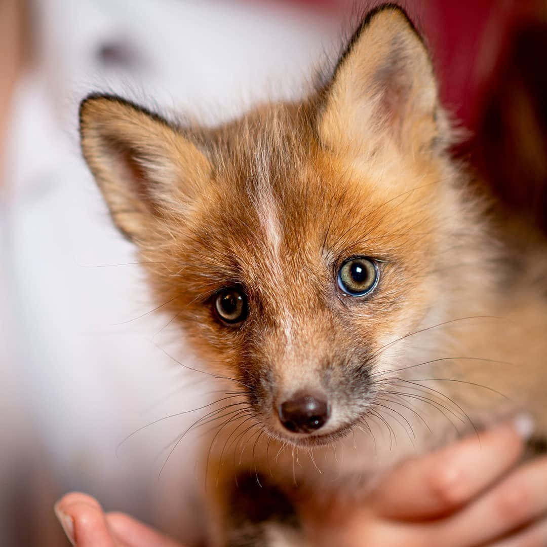 “Look at this Adorable Baby Fox!”
