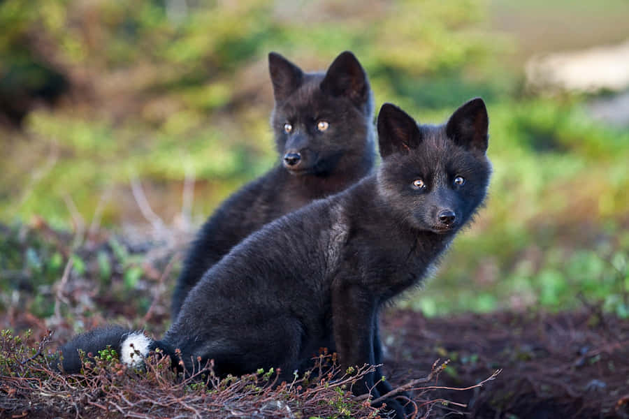 Two Black Foxes Sitting On The Ground