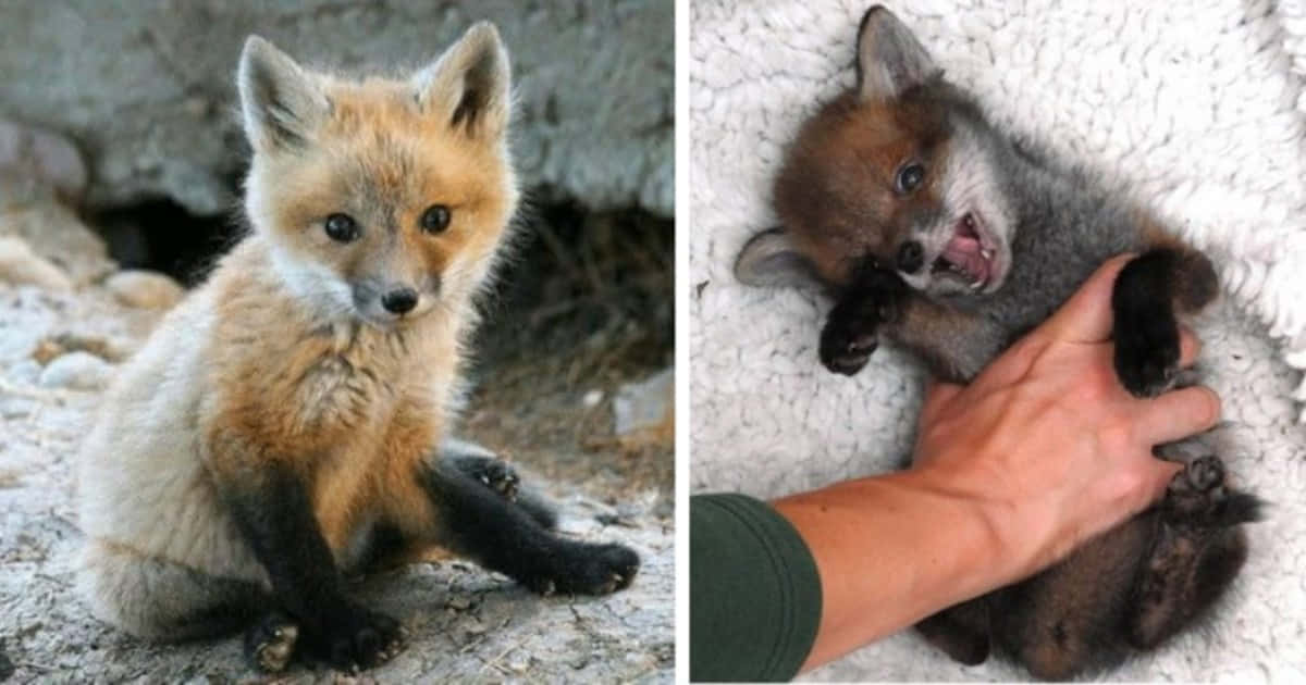 A baby fox looks curiously into the camera