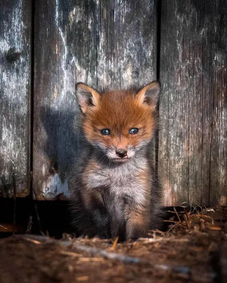 Baby Fox Portrait