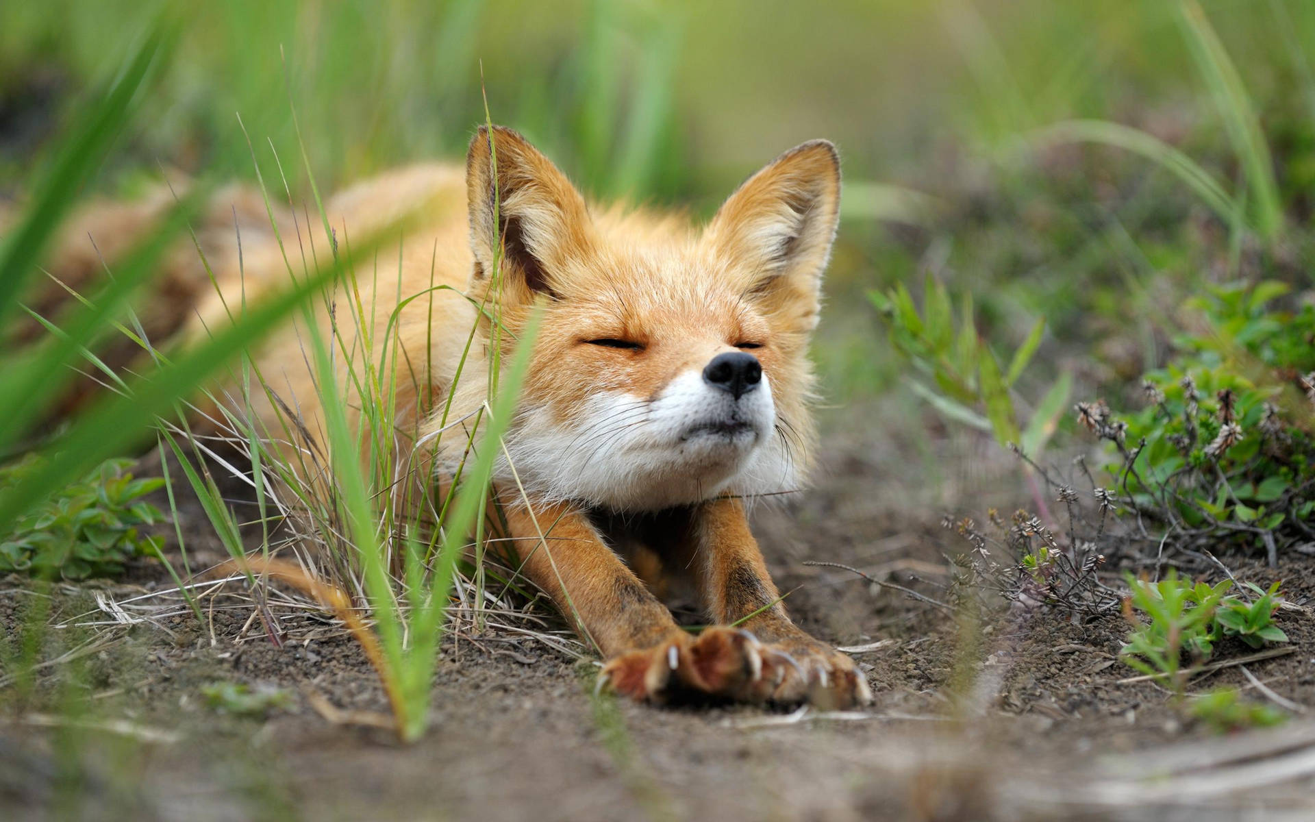 Baby Fox Stretching