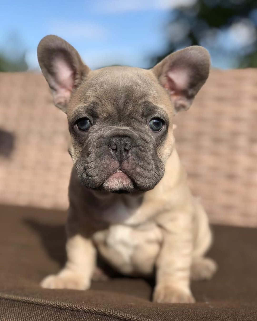 Baby French Bulldog Moody Face Background