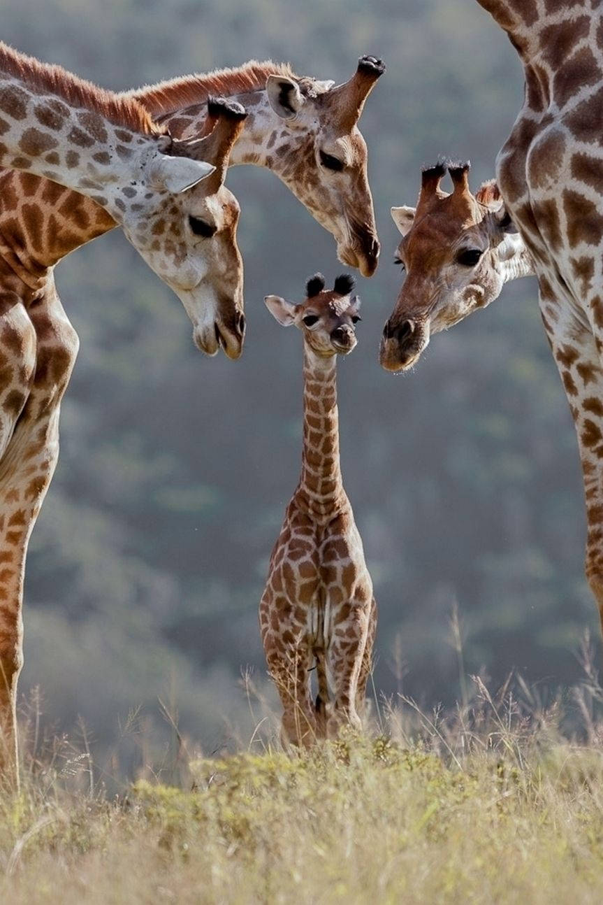 Baby Giraffe And Family Wallpaper
