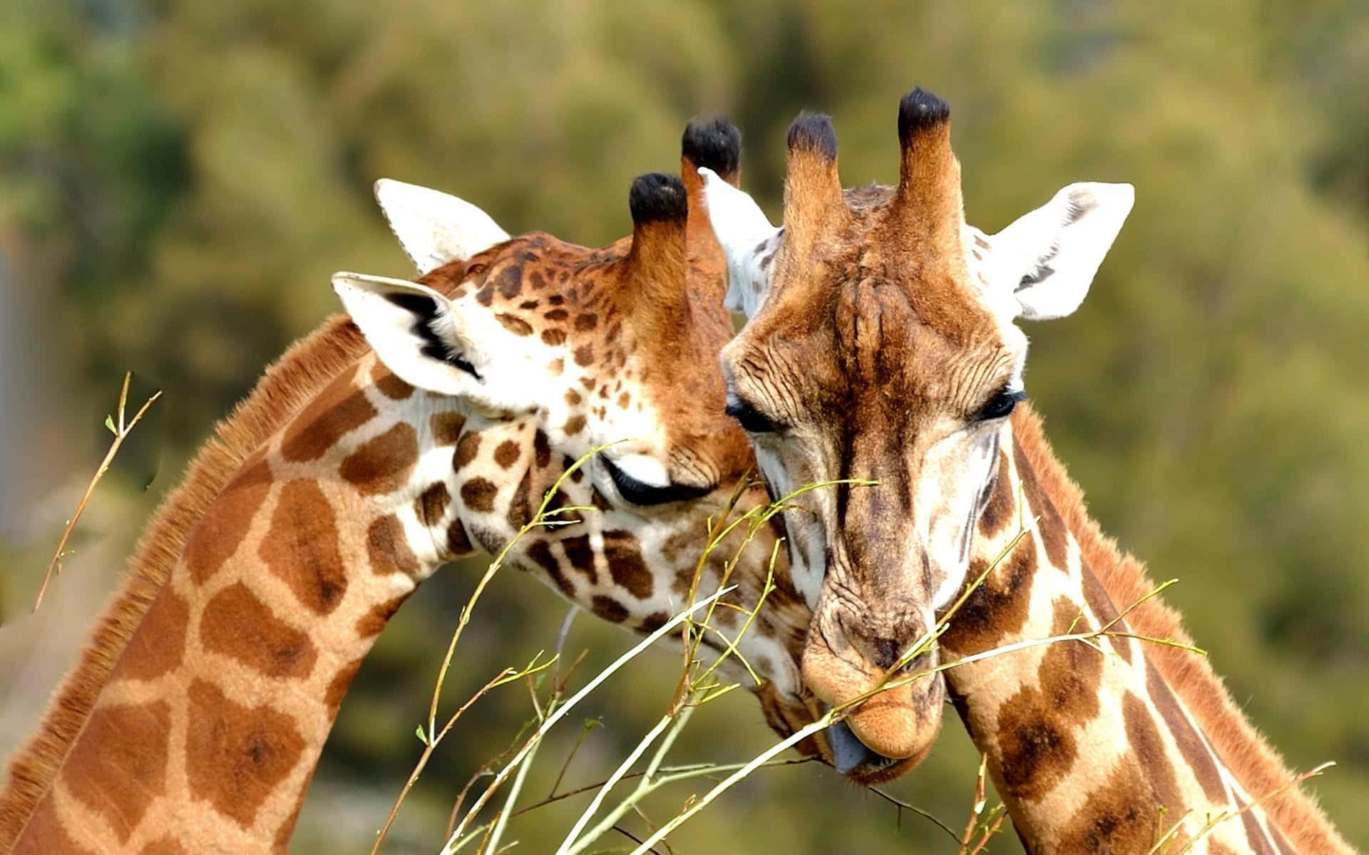 Adorable baby giraffe exploring its new environment.