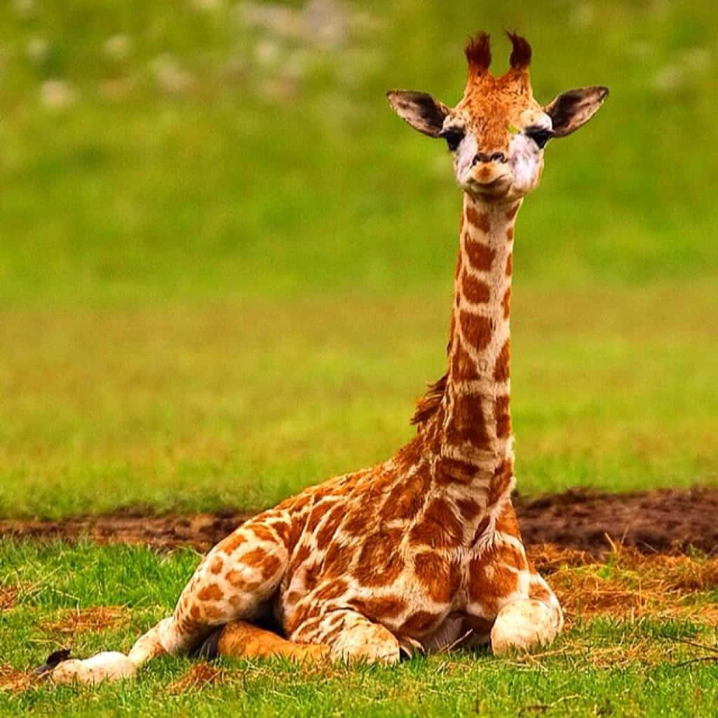 A Baby Giraffe Is Sitting In The Grass
