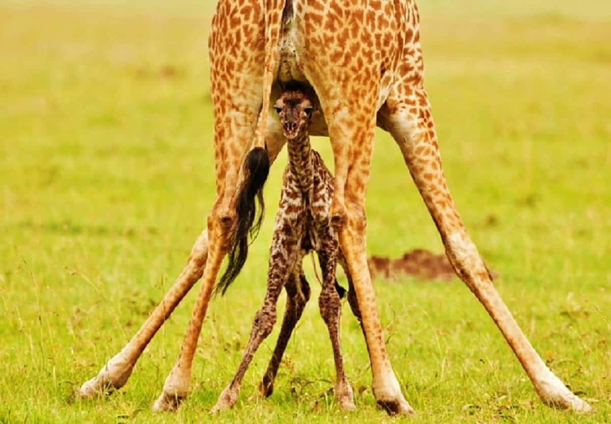 Welcome To The World, Baby Giraffe!