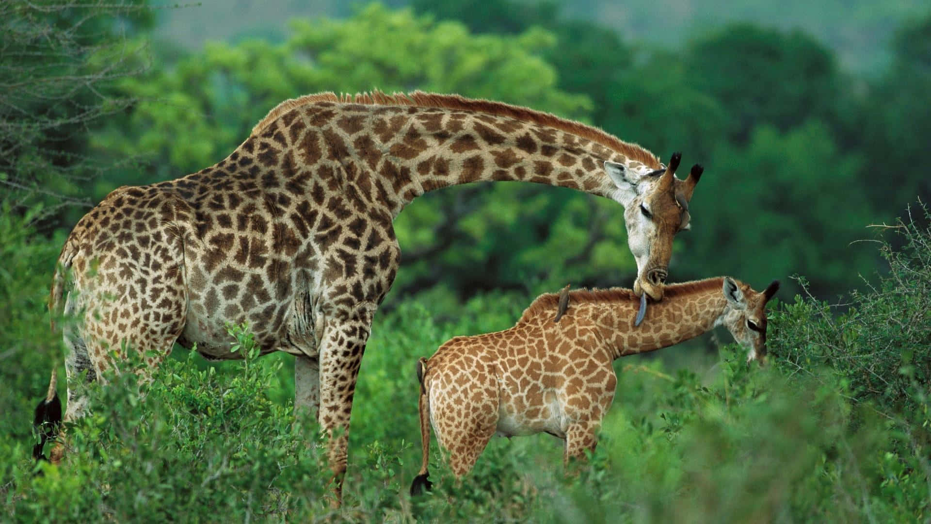 Tiny Baby Giraffe Cuddled Up With Mom
