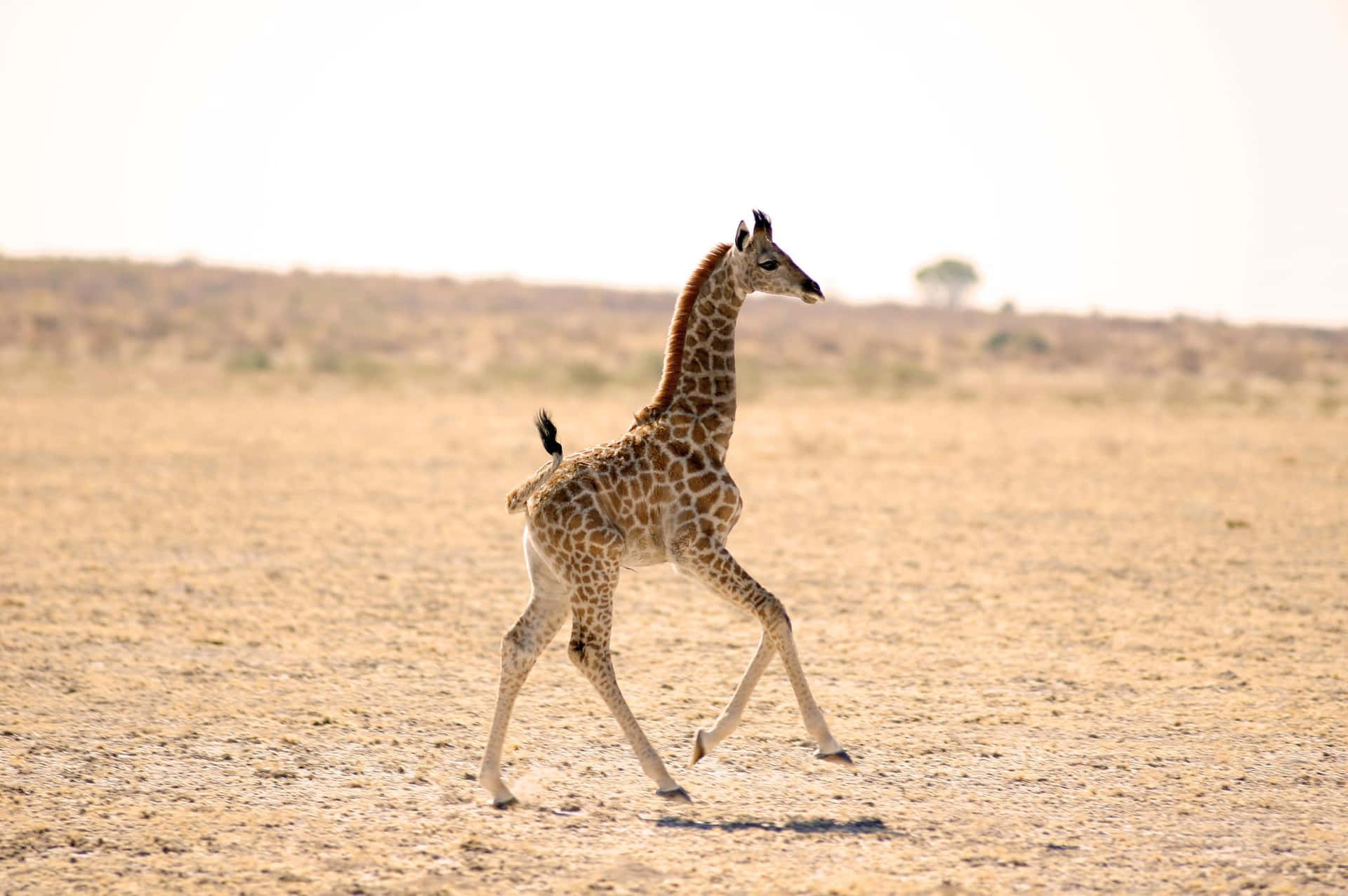 A beautiful newborn baby giraffe looking curiously at its surroundings.