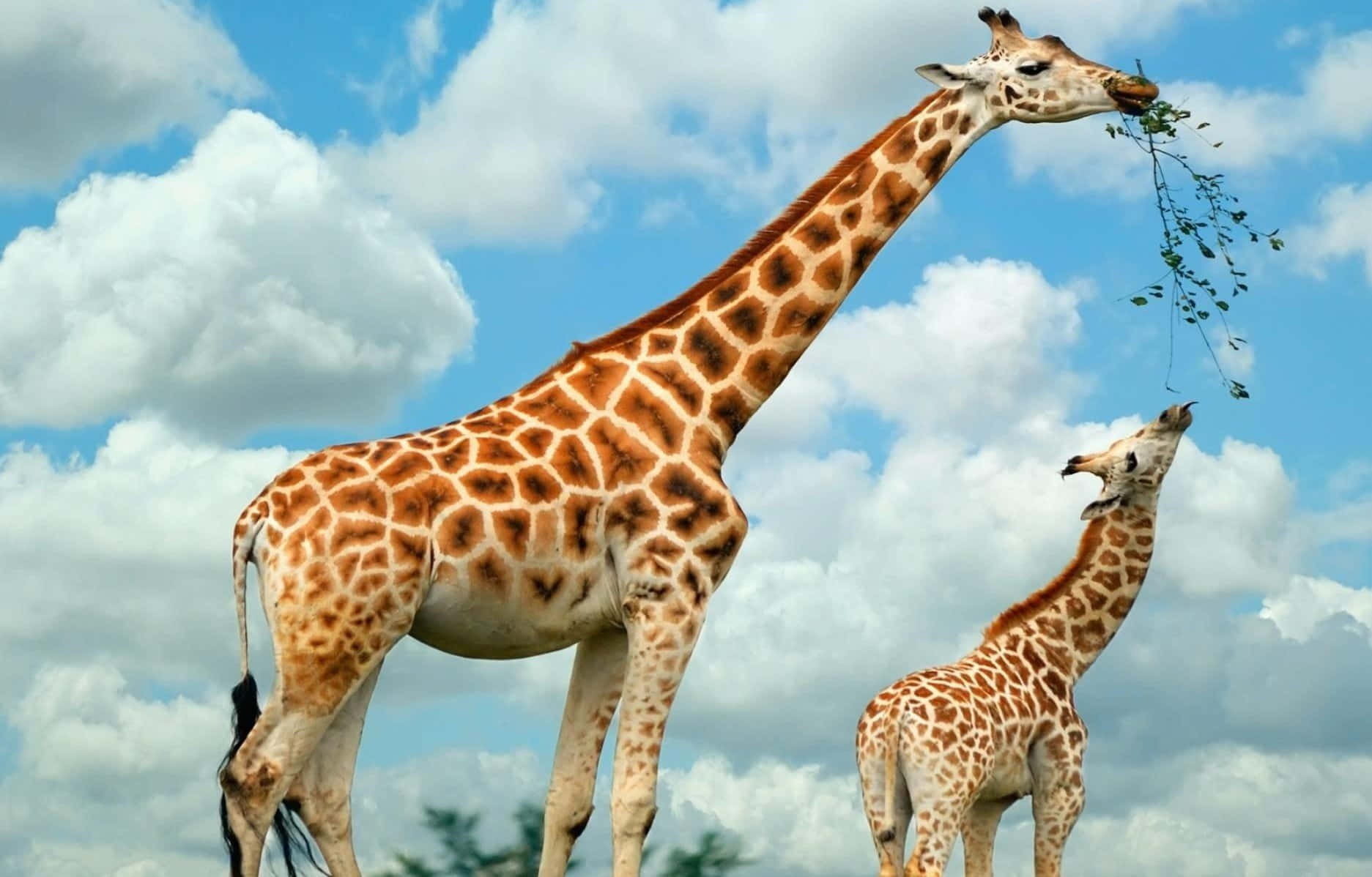 Wonderful Baby Giraffe Frolicking