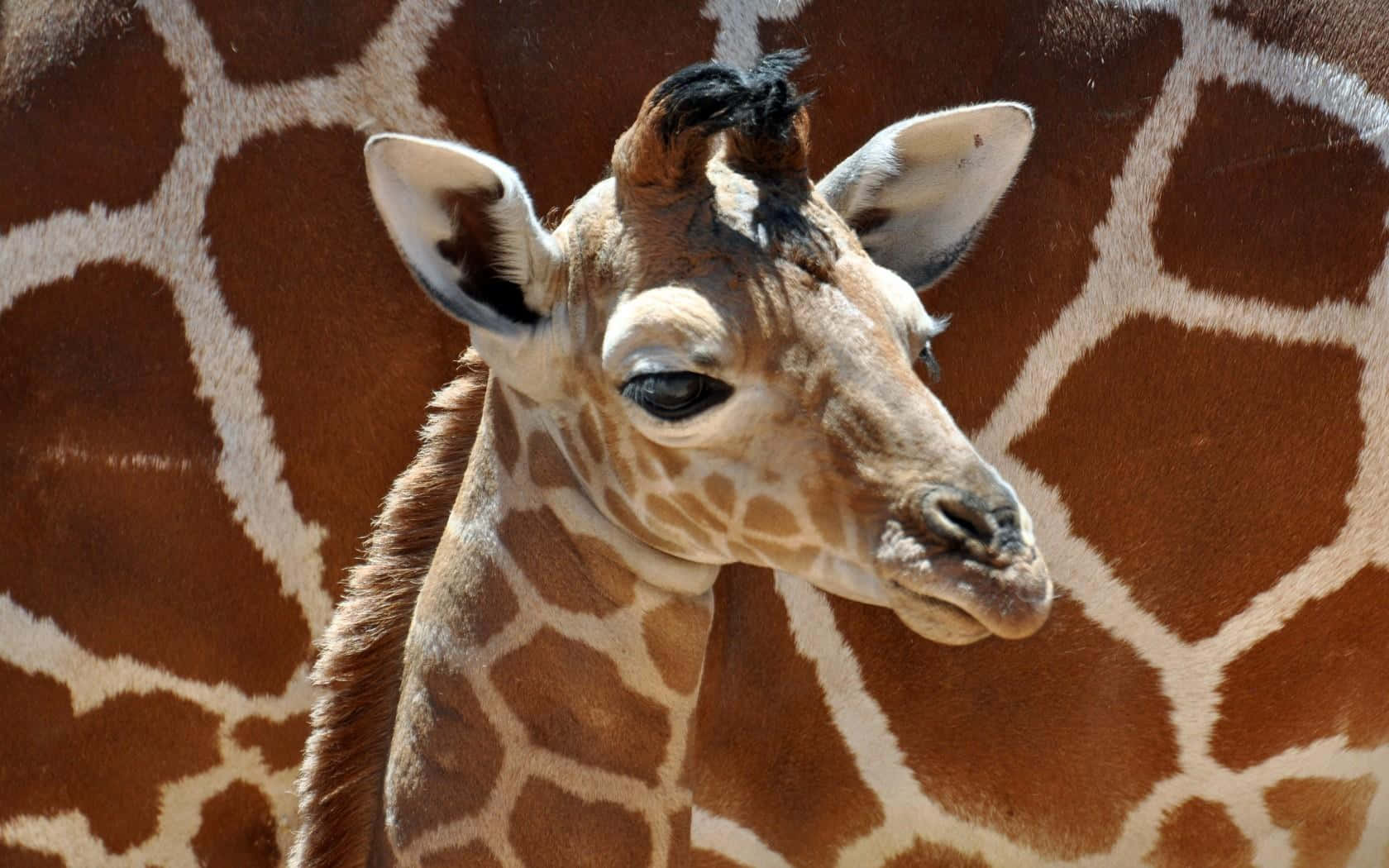 A baby giraffe against a backdrop of lush grass