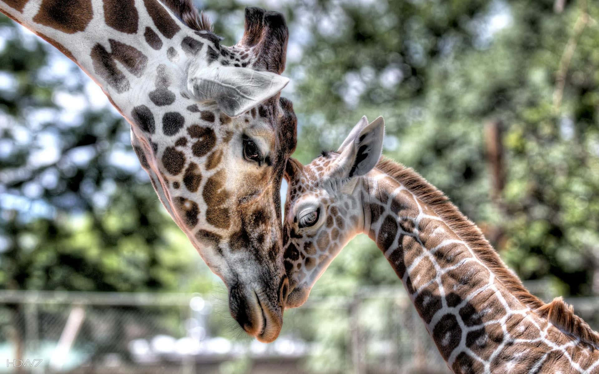 A sweet baby giraffe takes a look at the camera