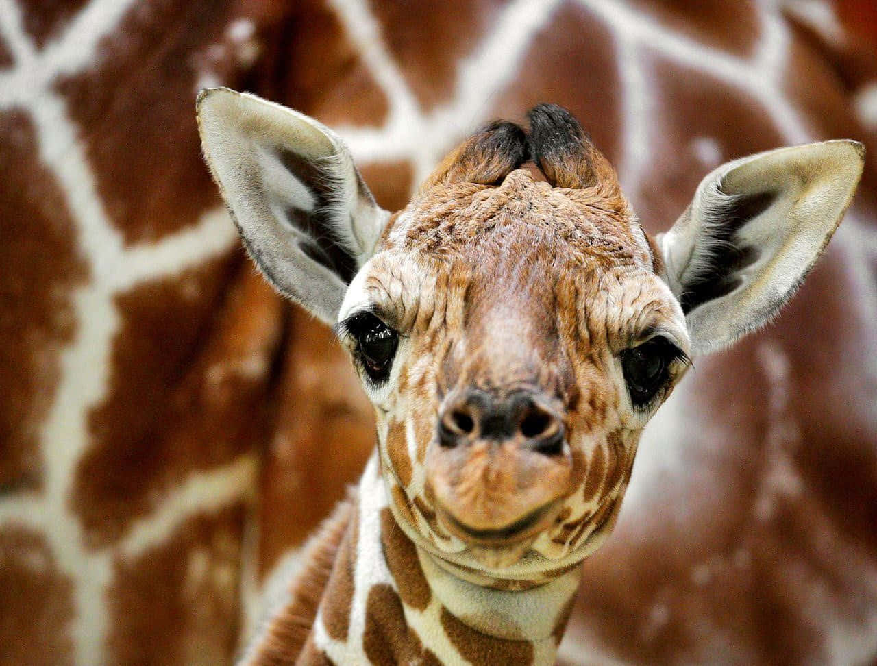cute baby giraffe wallpaper