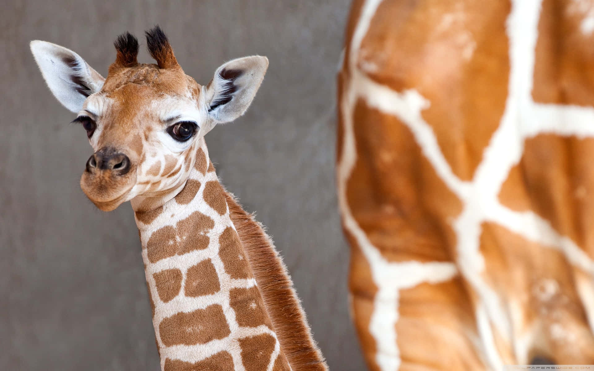"Adorable Baby Giraffe Snuggling with Its Mom"