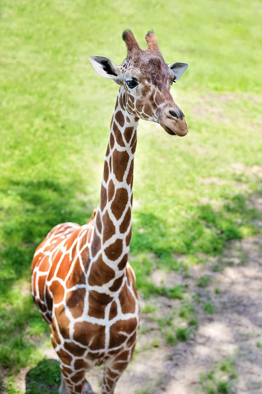 "An adorable baby giraffe at play"