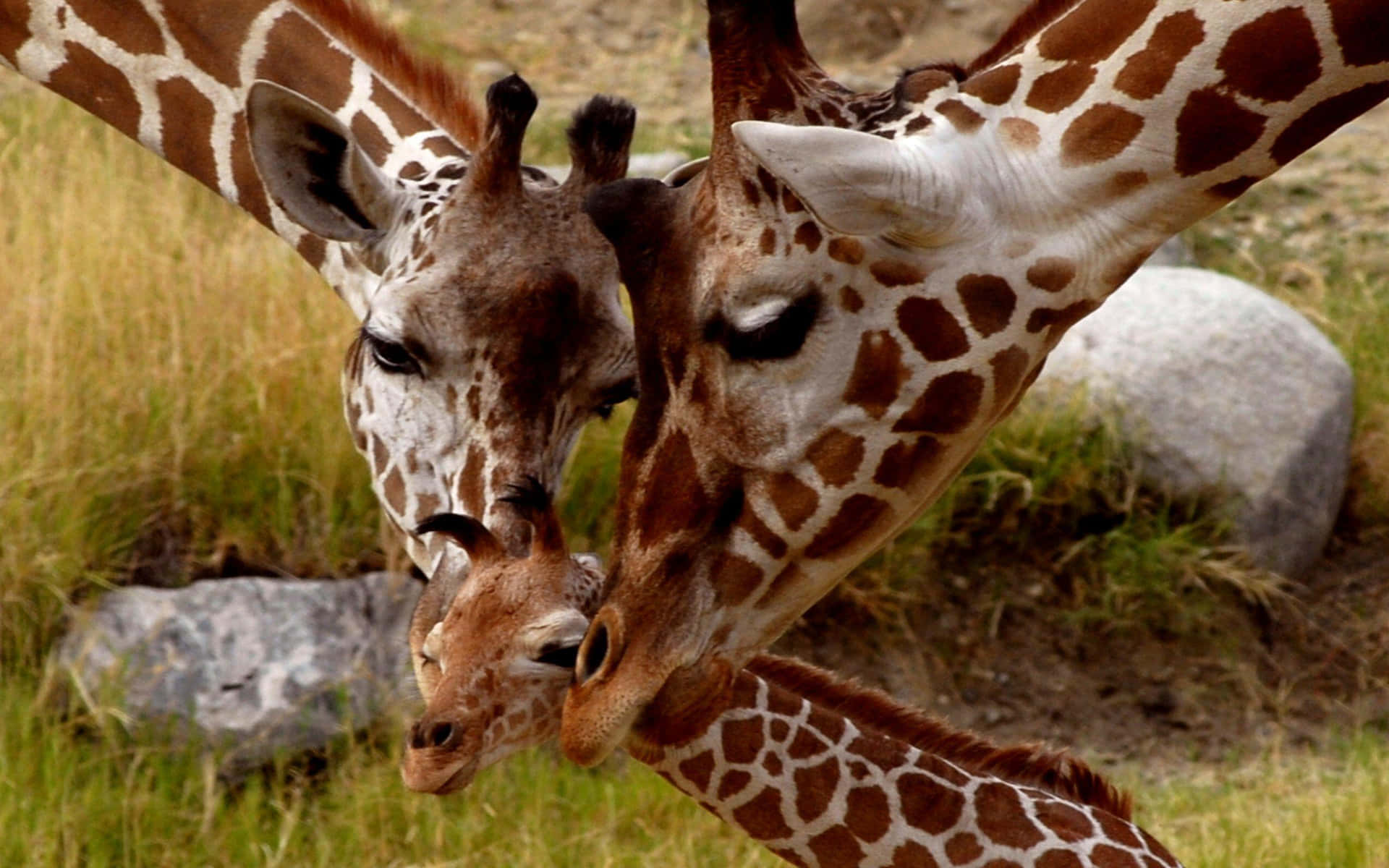 Adorable Baby Giraffe Enjoys the Great Outdoors