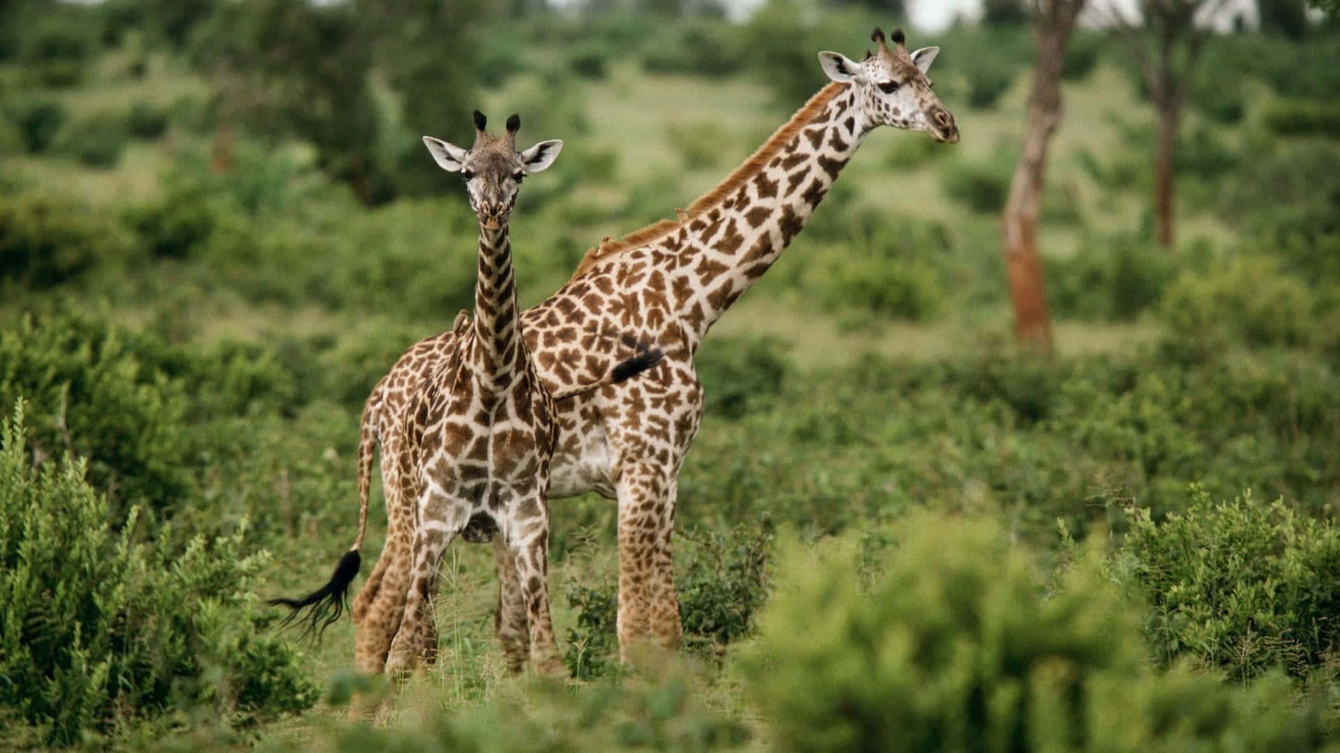 Adorable baby giraffe surrounded by nature