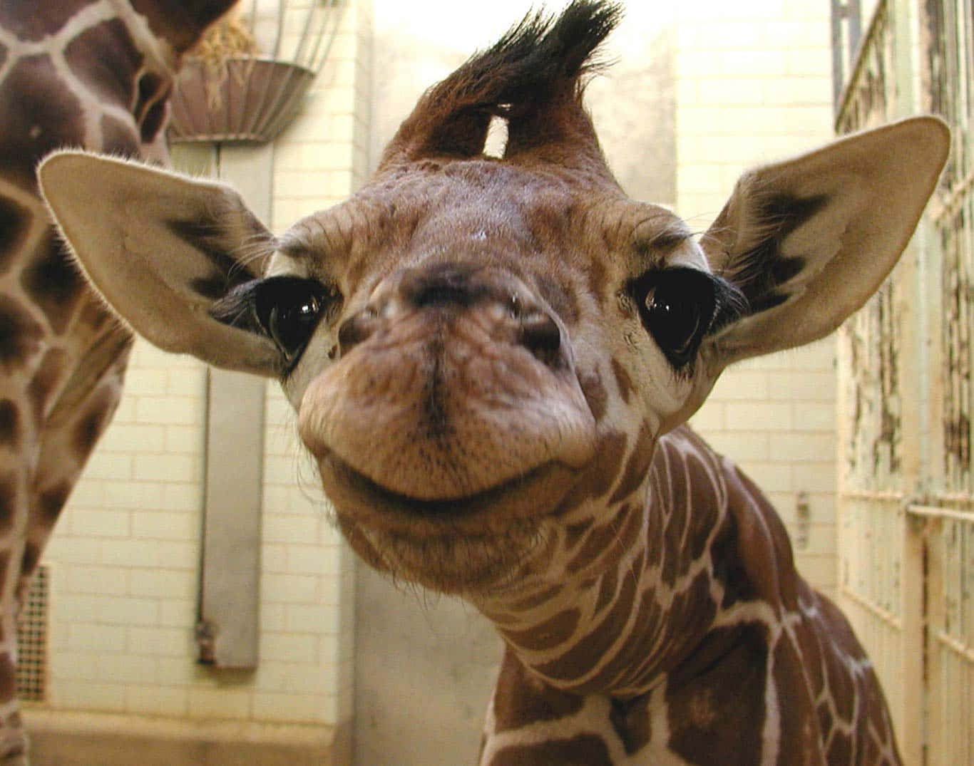 A Baby Giraffe Is Standing In A Zoo