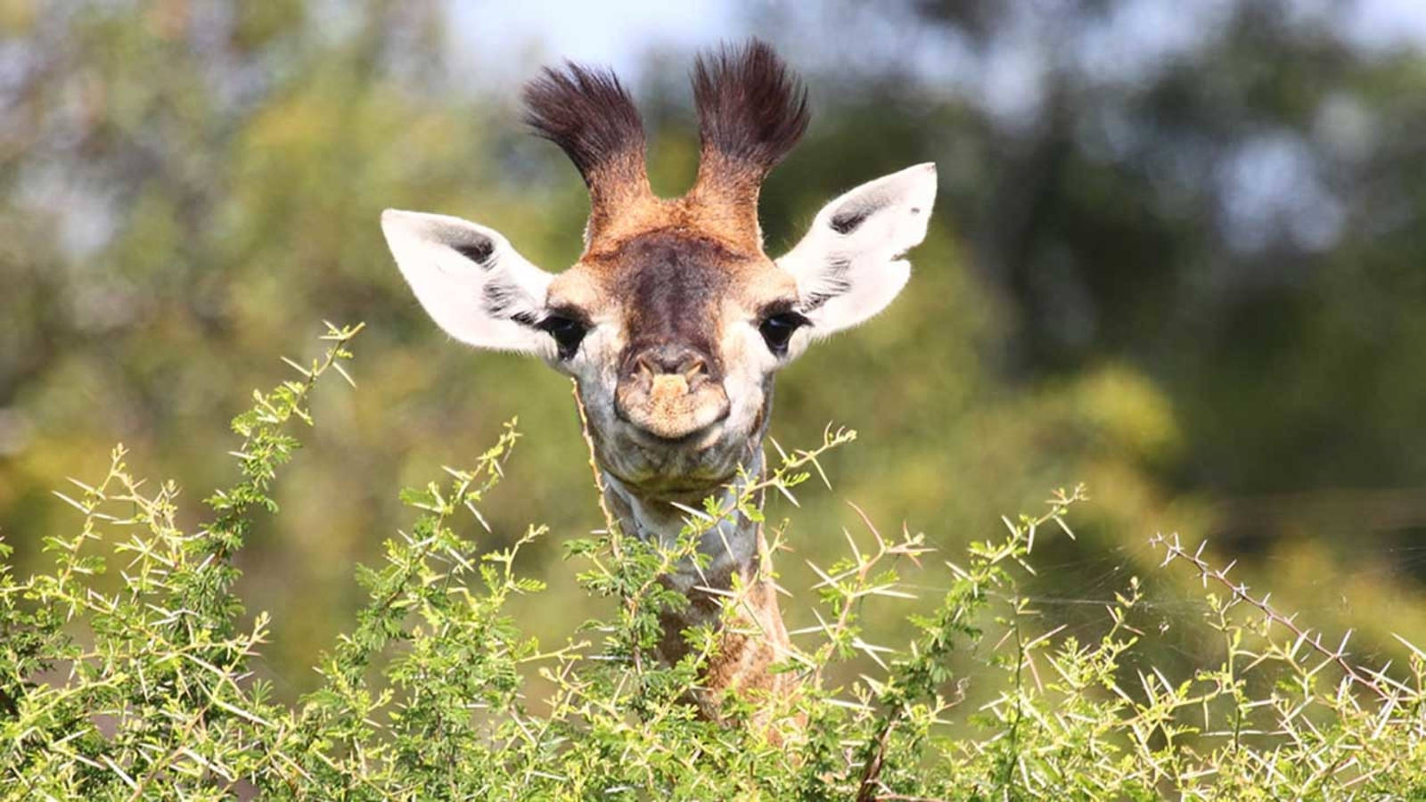 Baby Giraffe Bushy Horns Wallpaper