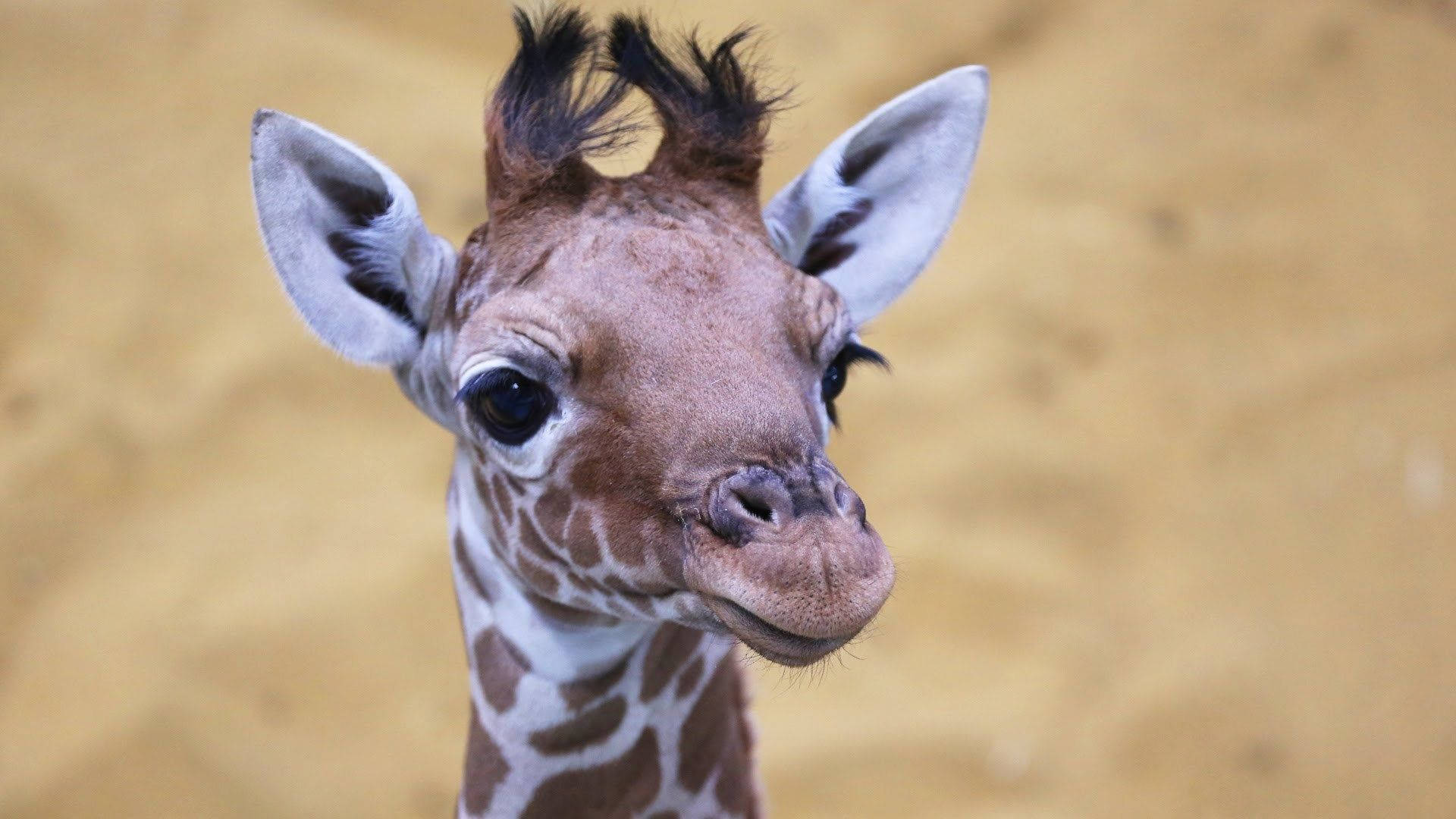 Baby Giraffe Cute Headshot Wallpaper