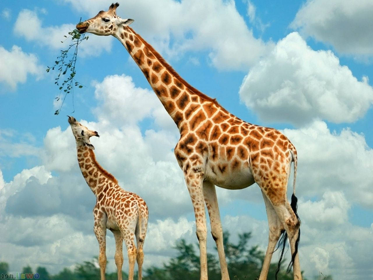 Baby Giraffe Feeding Wallpaper
