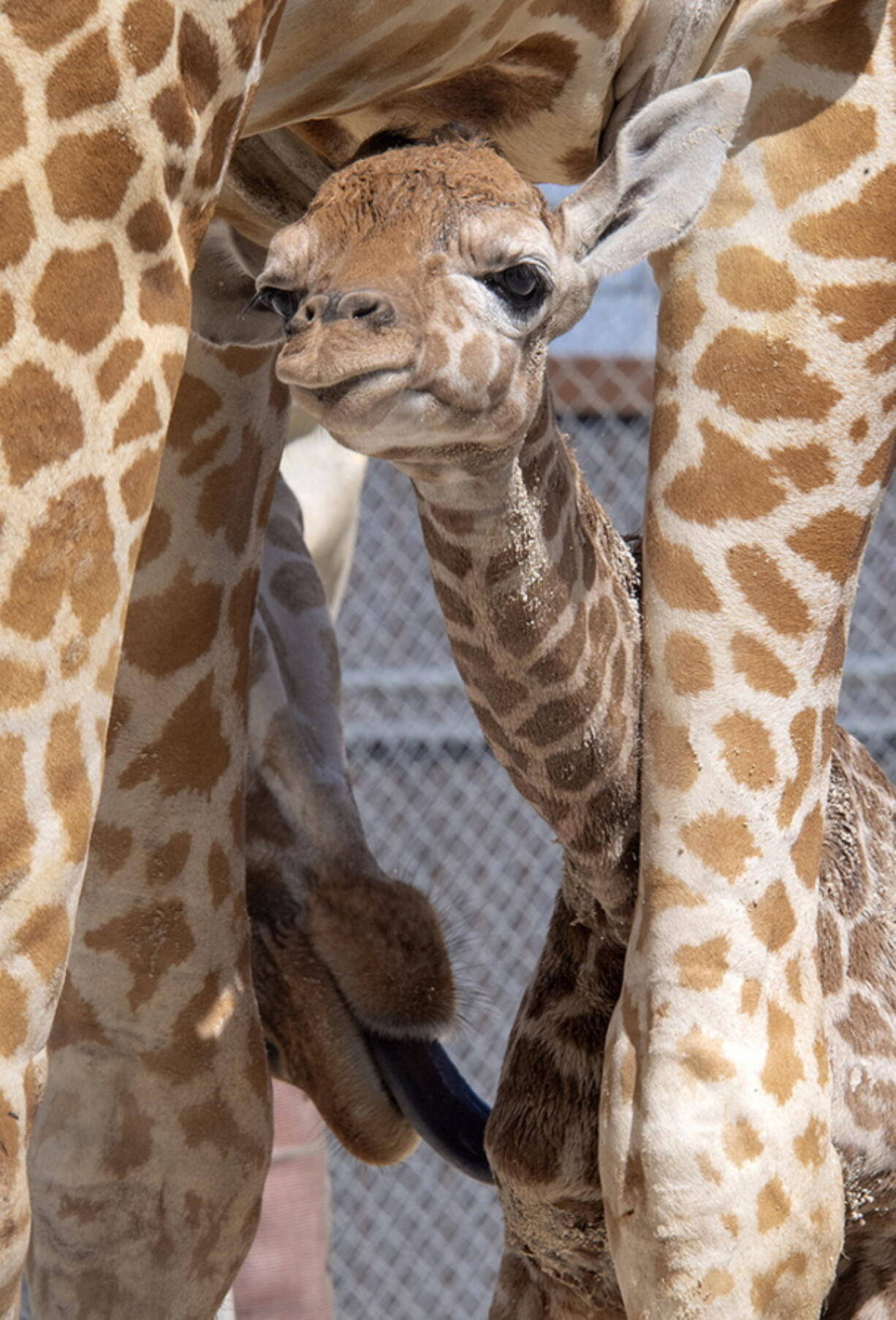 Baby Giraffe Hiding Under Belly Wallpaper