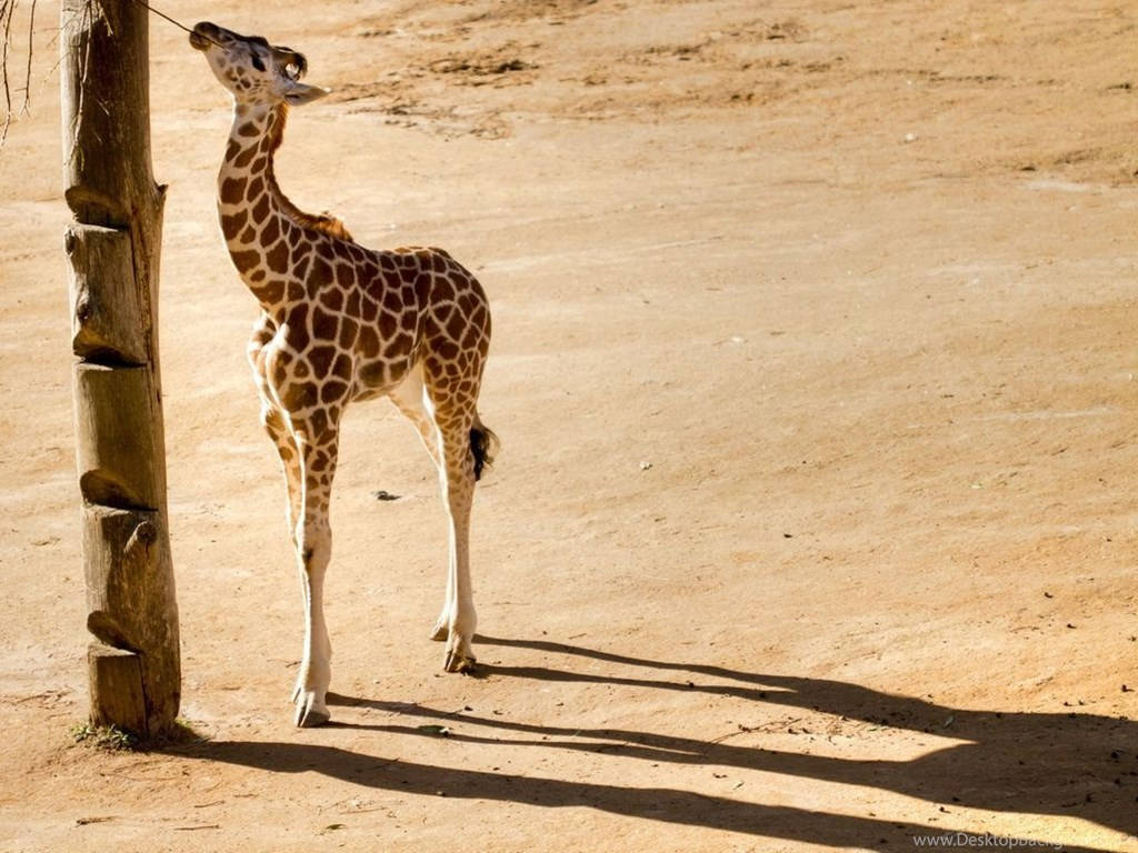 Baby Giraffe In The Desert Wallpaper