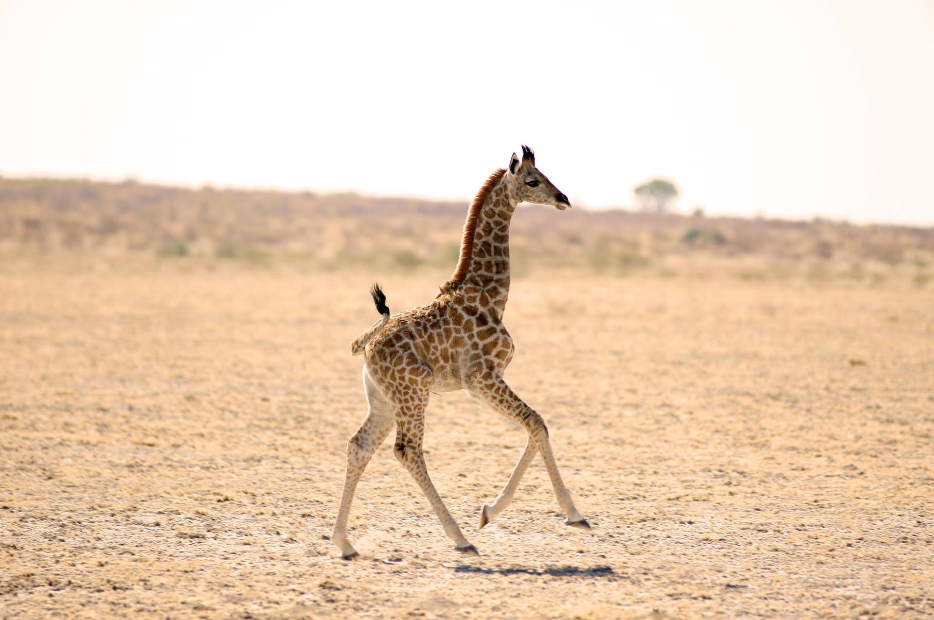 Baby Giraffe In The Field Wallpaper