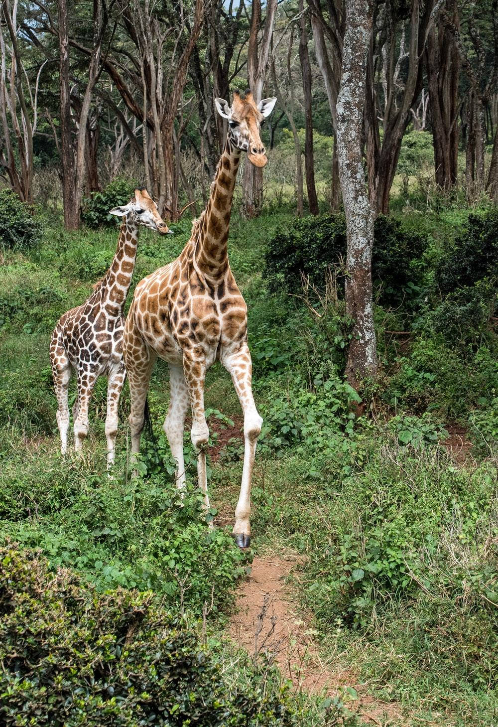 Baby Giraffe In The Forest Wallpaper