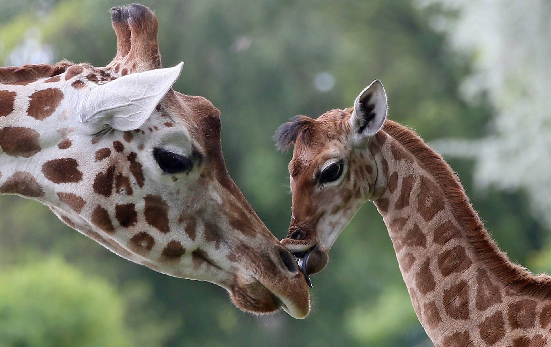 Baby Giraffe Kiss Wallpaper