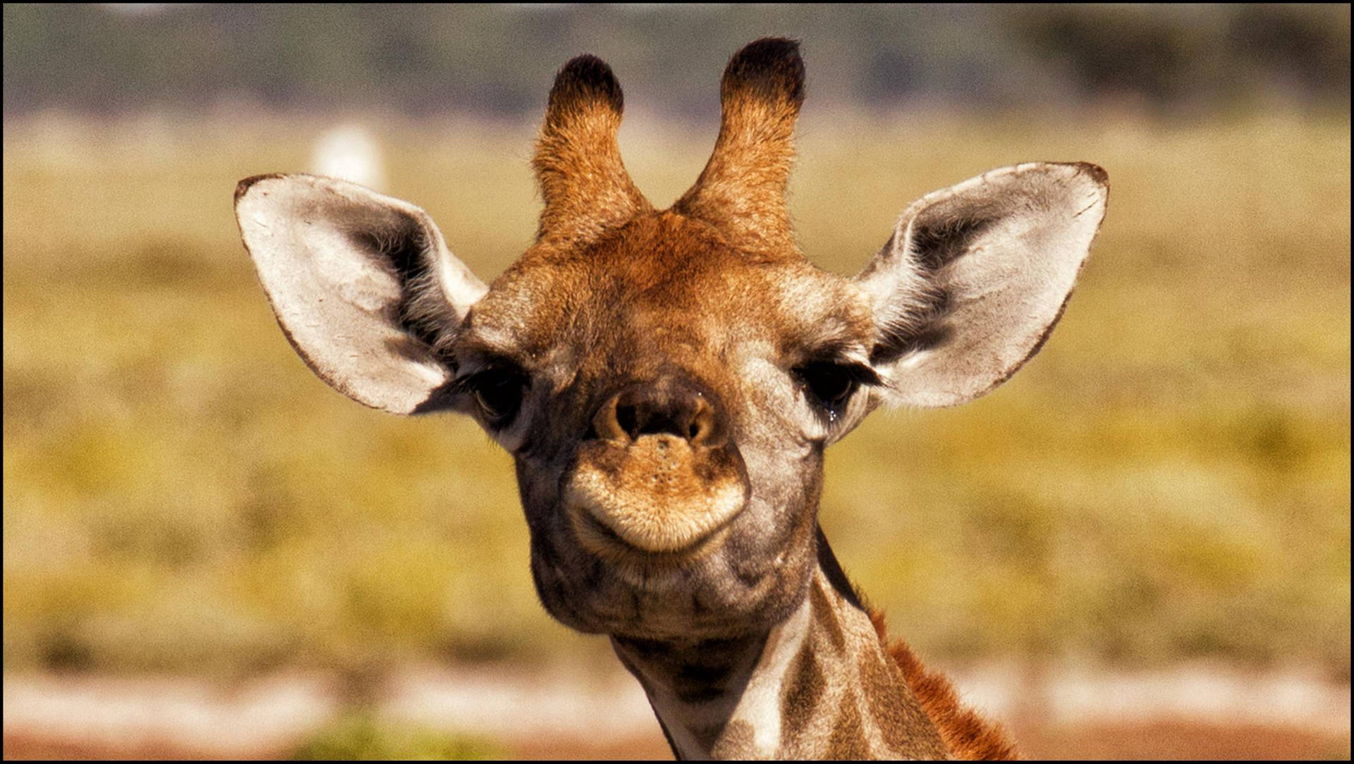 Baby Giraffe Long Ears Wallpaper