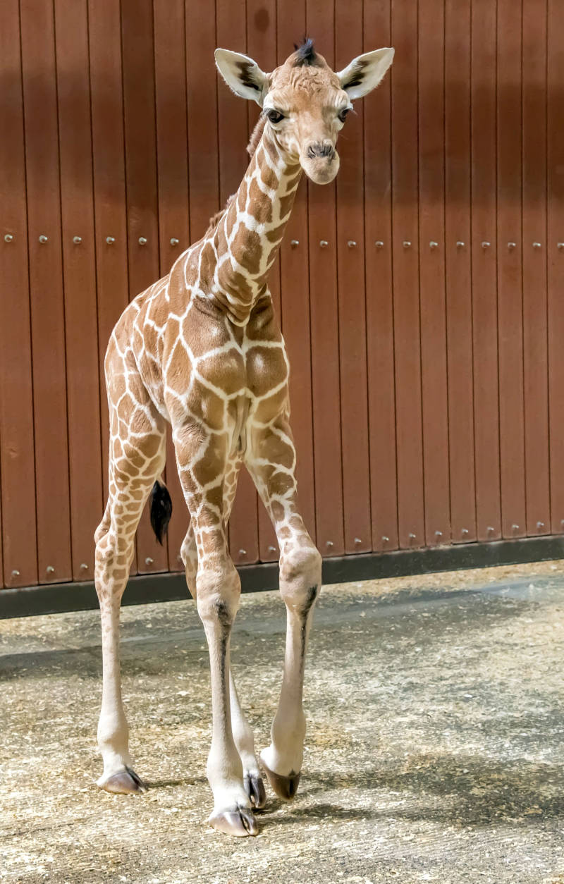 Baby Giraffe Long Legs Wallpaper