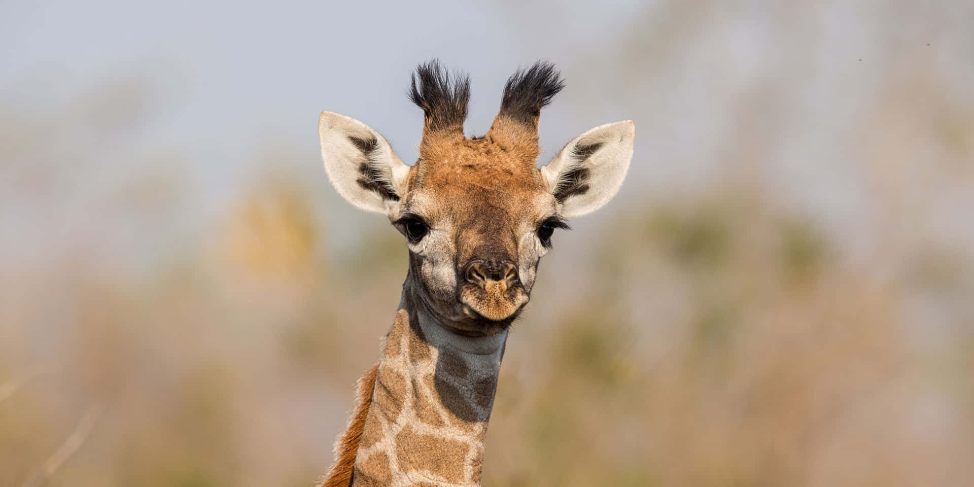 A whimsical baby giraffe with a curious look in its eye