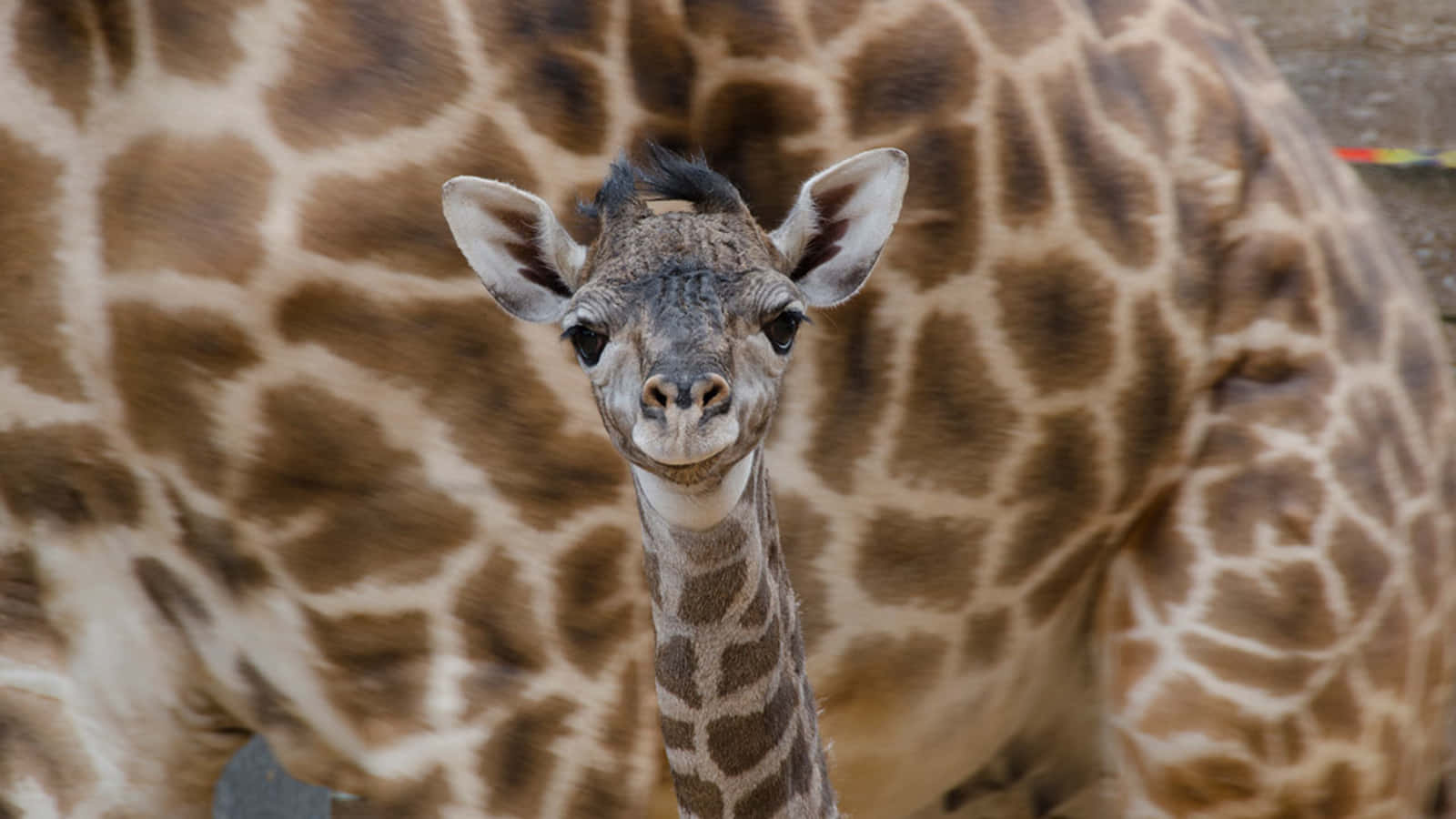 A curious baby giraffe stares intently