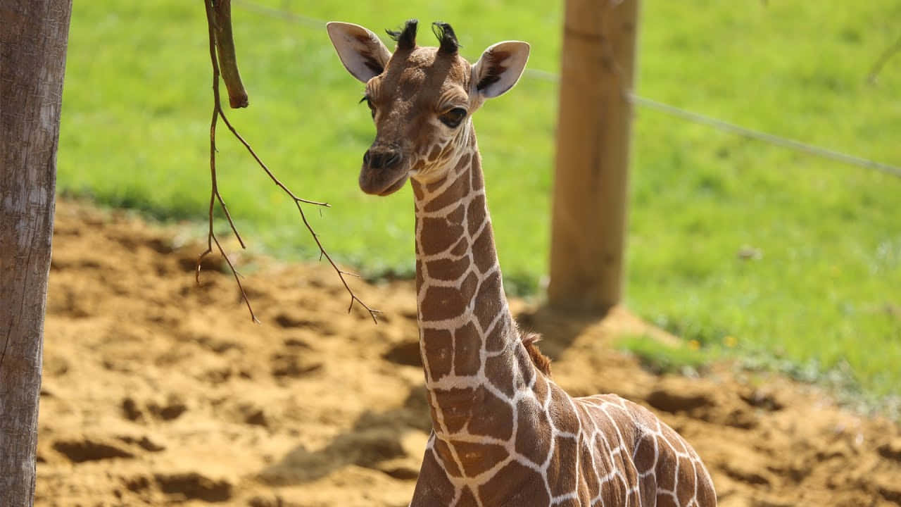 Adorable baby giraffe looking at the camera with big eyes