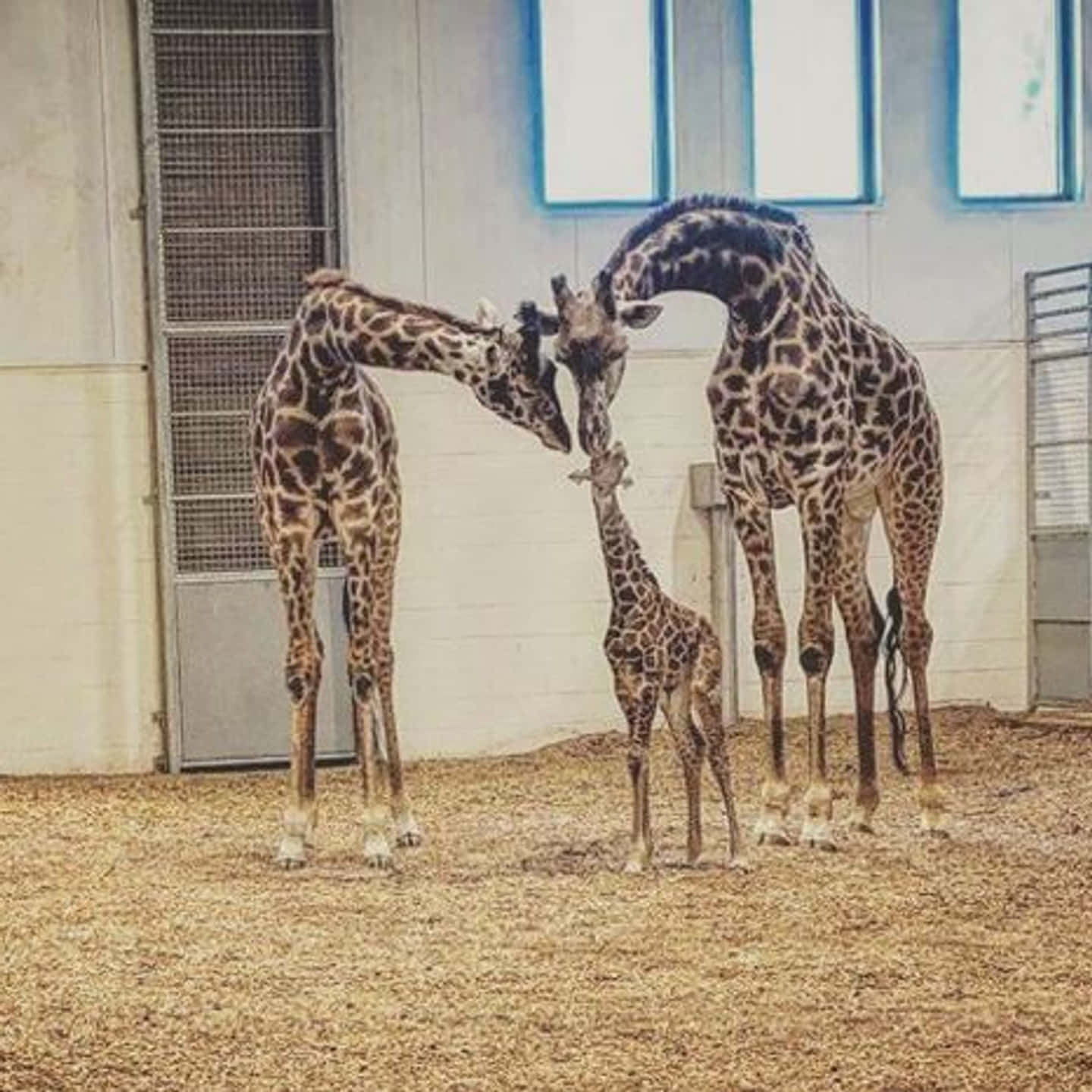 Admiration ❤️ | Adorable baby giraffe