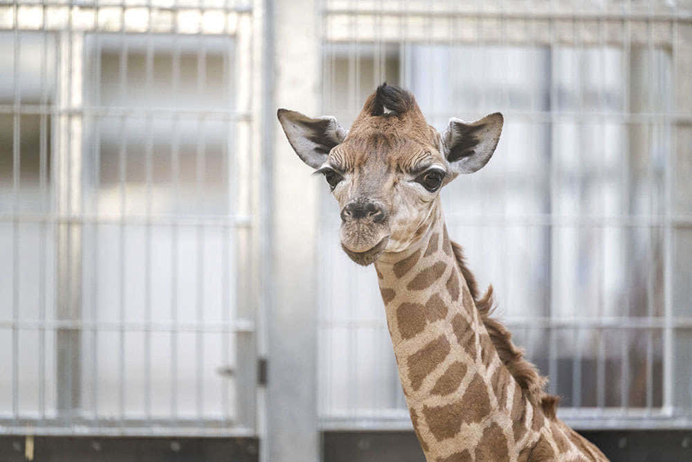 Adorable baby giraffe stretching its neck