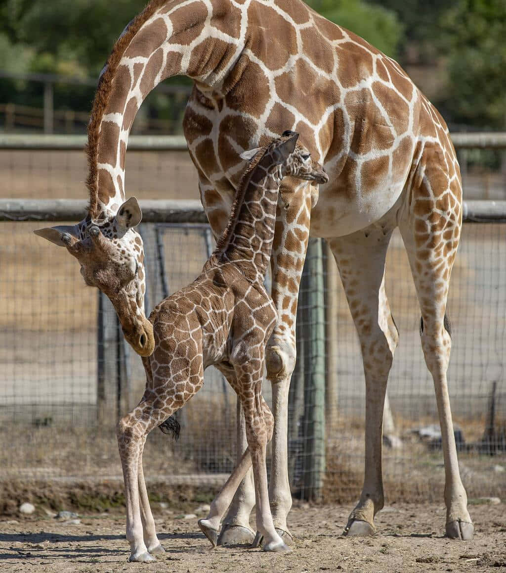 Adorable Baby Giraffe Taking a Stroll