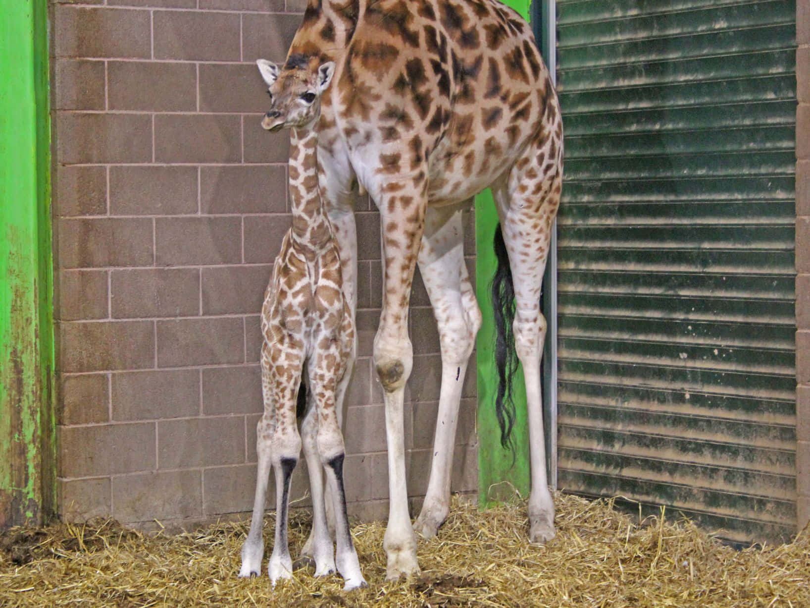 A cute Baby Giraffe having a snack
